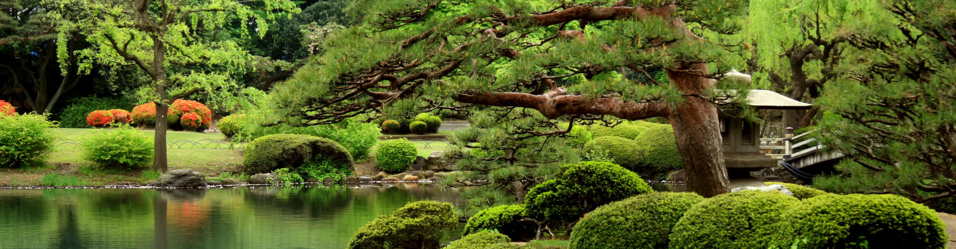 Calm Zen lake and bonzai trees